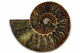 Cut & Polished Ammonite Fossil (Half) - Madagascar #364887-1